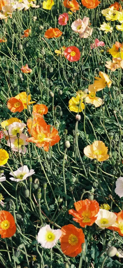 colorful poppies field cottagecore vintage
