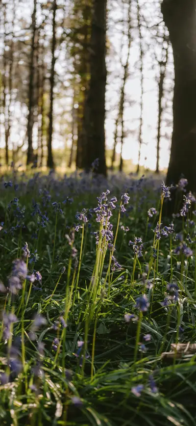 cottagecore bluebells forest golden hour