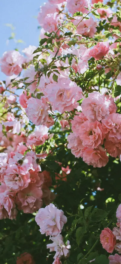 cottagecore pink roses blooming garden