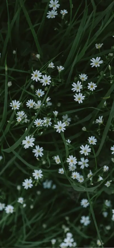 dark green wild white daisies