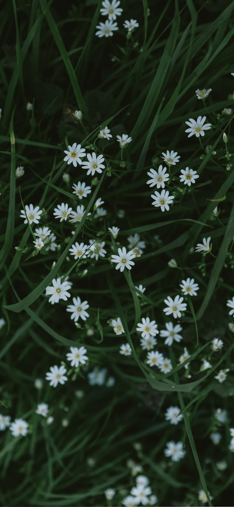 dark green wild white daisies