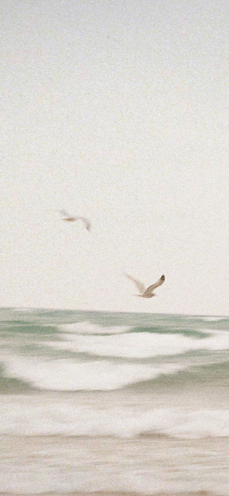 dreamy beige seagulls ocean waves