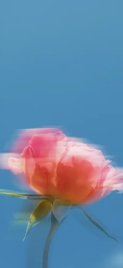 dreamy blurred pink rose blue