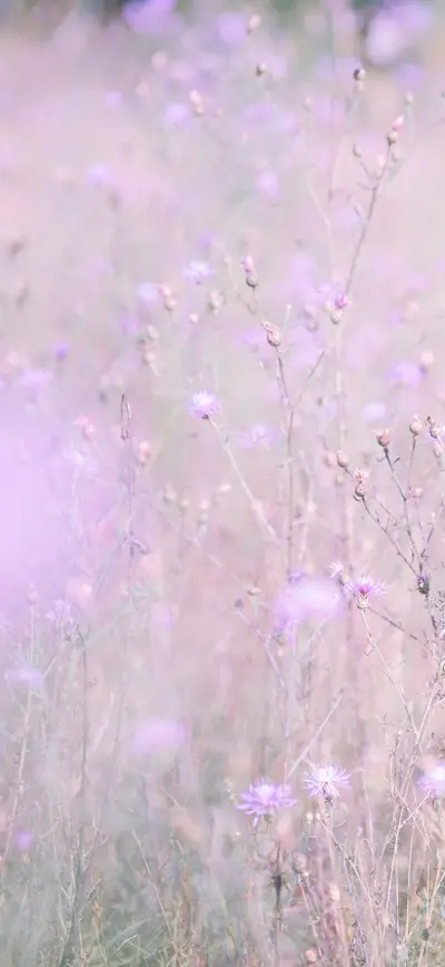 dreamy pastel lavender wildflowers field