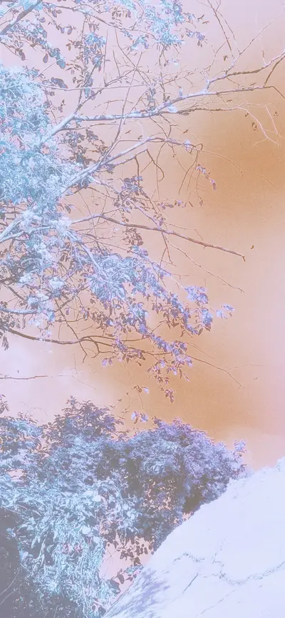 dreamy pastel peach blue winter trees