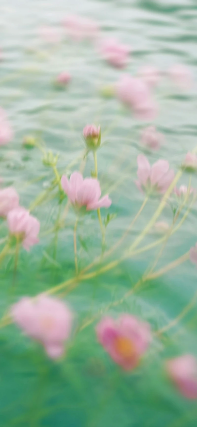 dreamy pink cosmos soft green