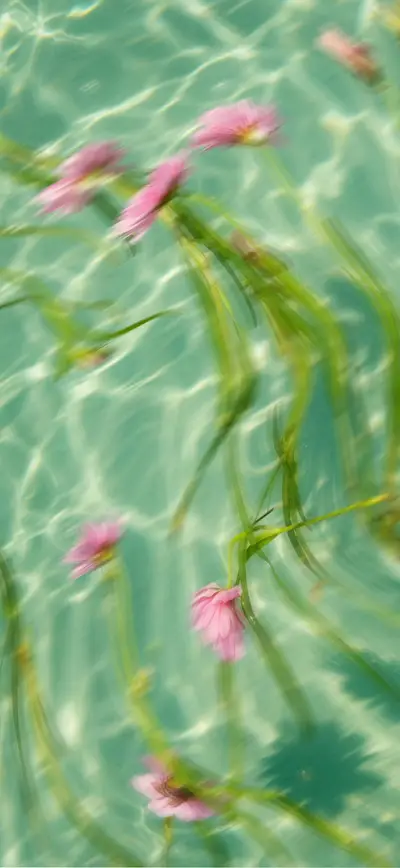 dreamy pink daisies teal water