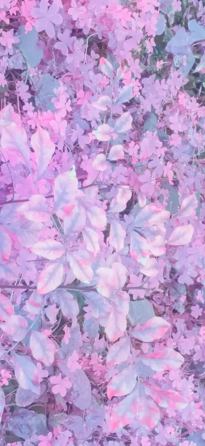 dreamy pink lavender floral leaves