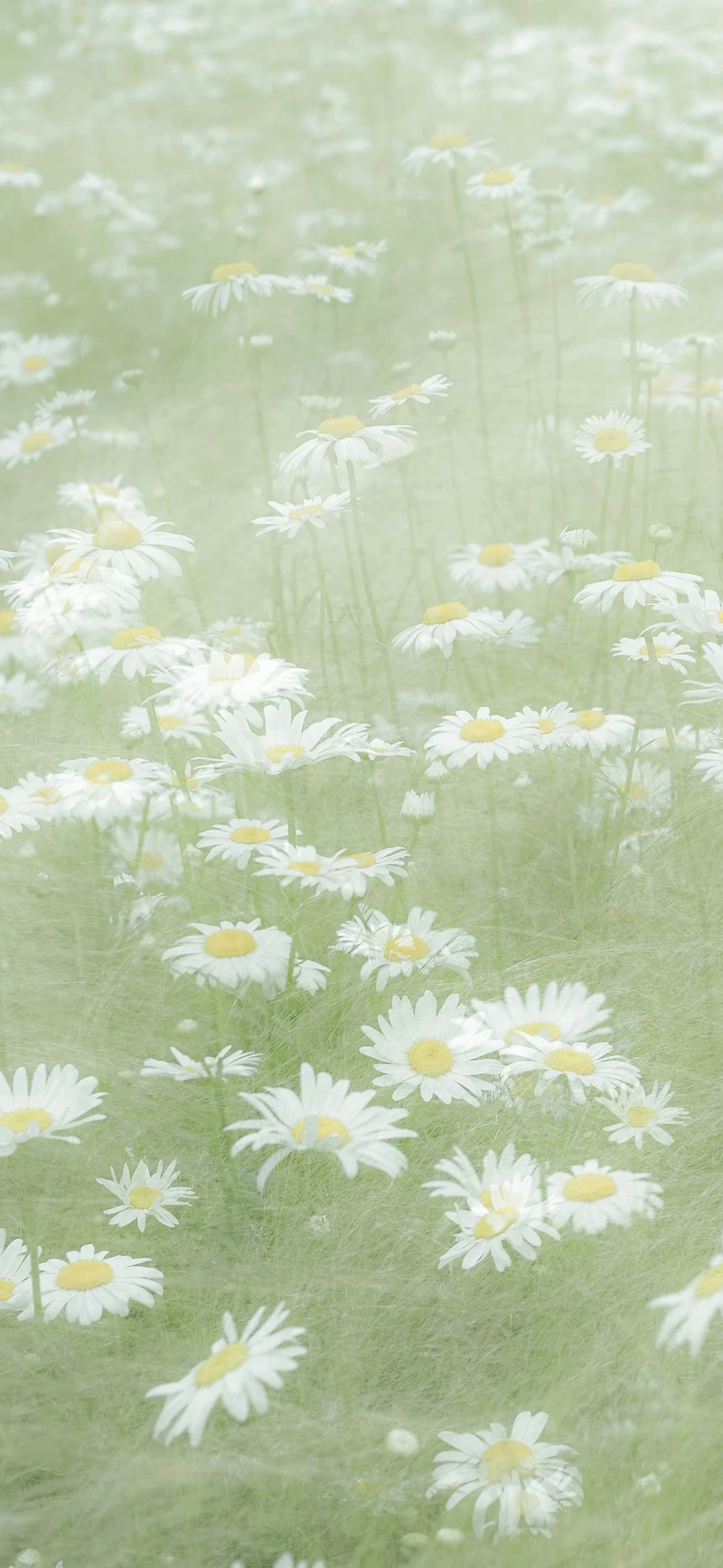 dreamy sage green daisy field