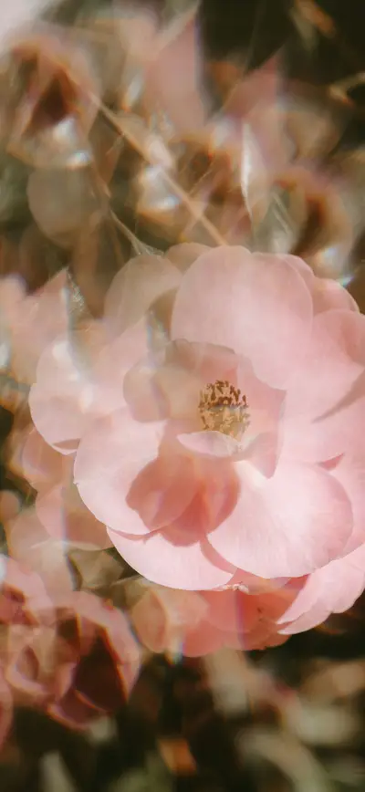 dreamy soft pink rose lens flare