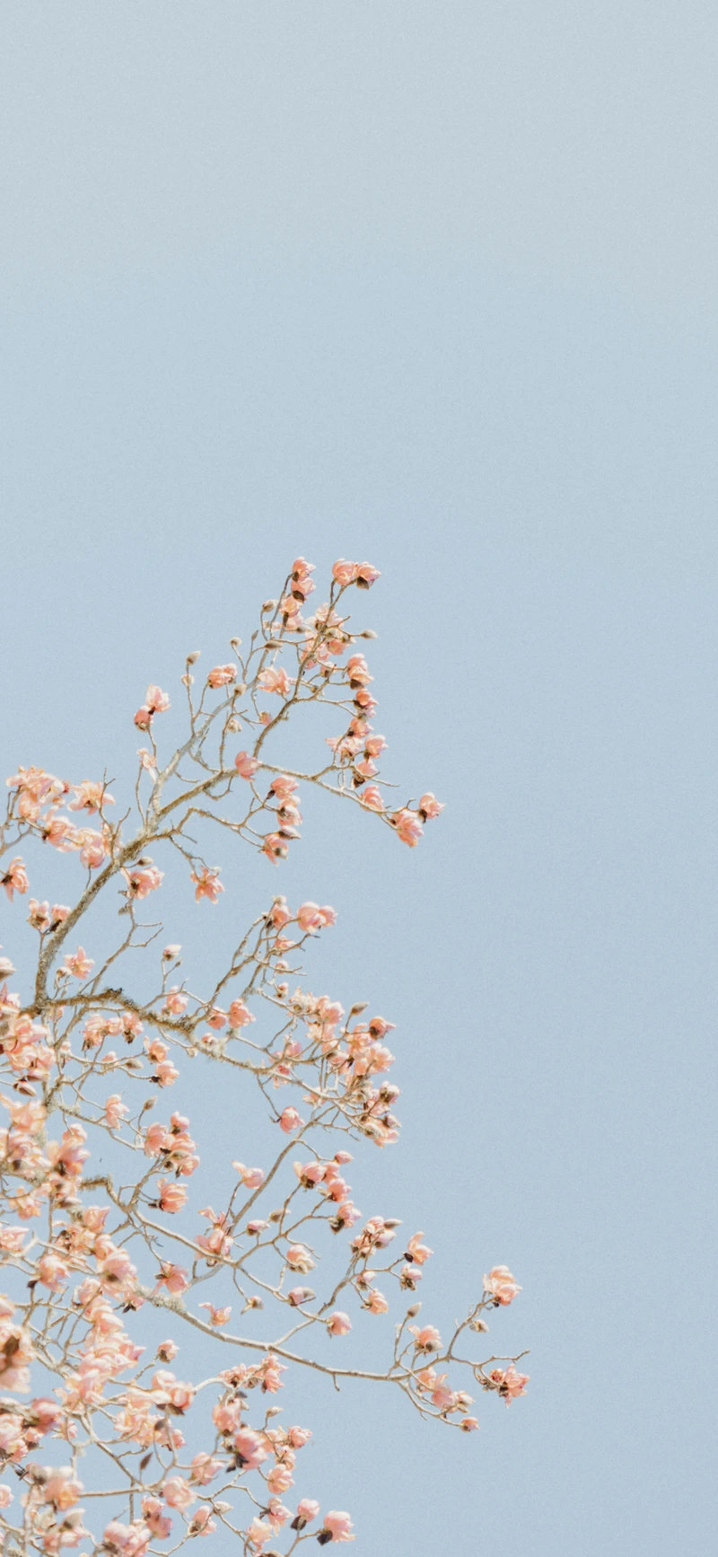 pastel blue sky pink blossom branches