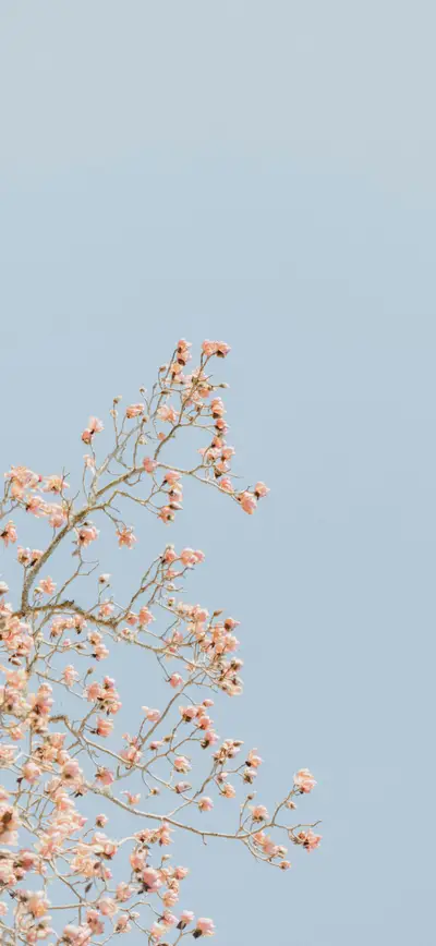 pastel blue sky pink blossom branches