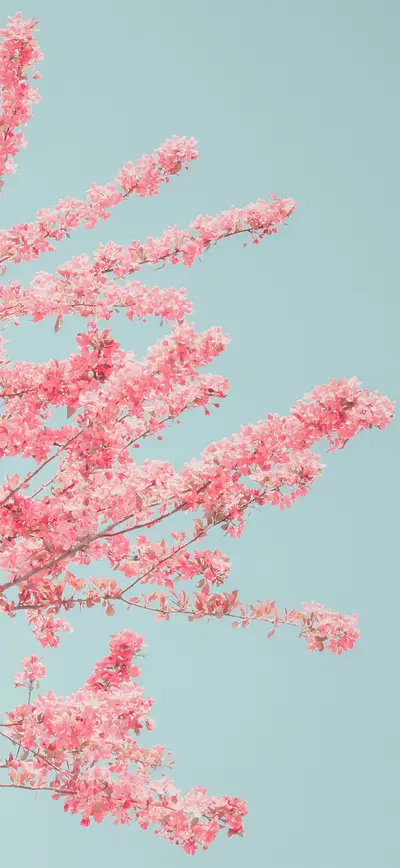 pink blossom tree mint sky dreamy
