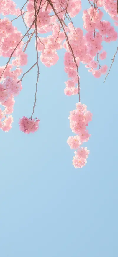 pink cherry blossom blue sky dreamy