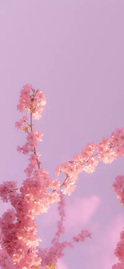 pink cherry blossom lavender sky