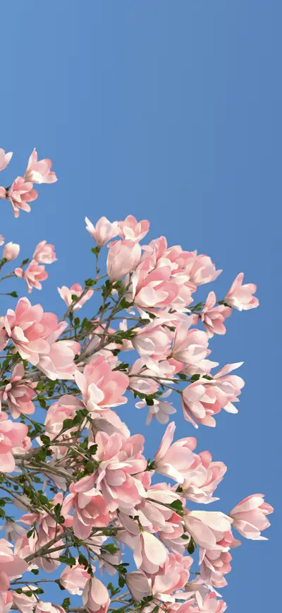 pink magnolia blossoms blue sky spring