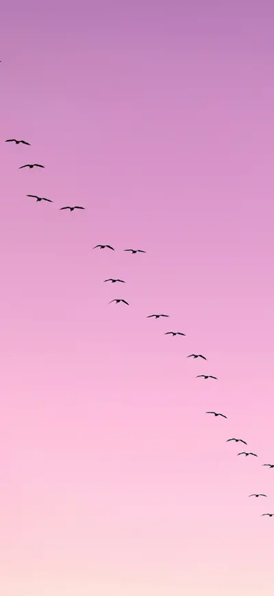 pink purple gradient birds silhouette