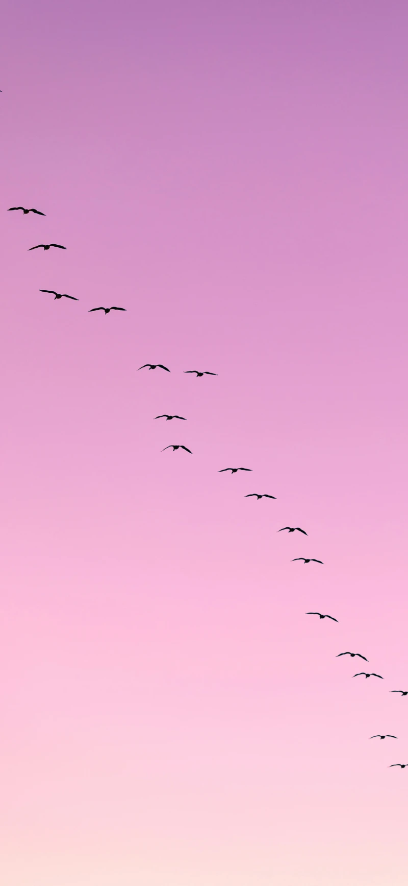 pink purple gradient birds silhouette
