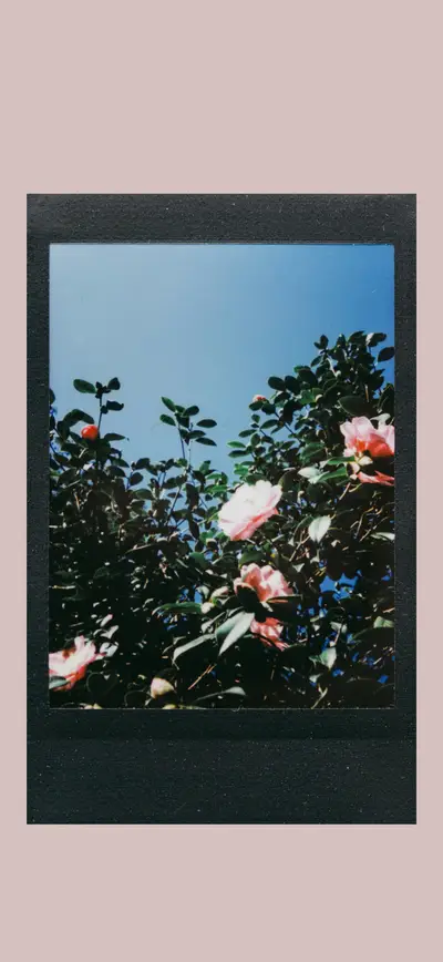 polaroid pink flowers blue sky vintage