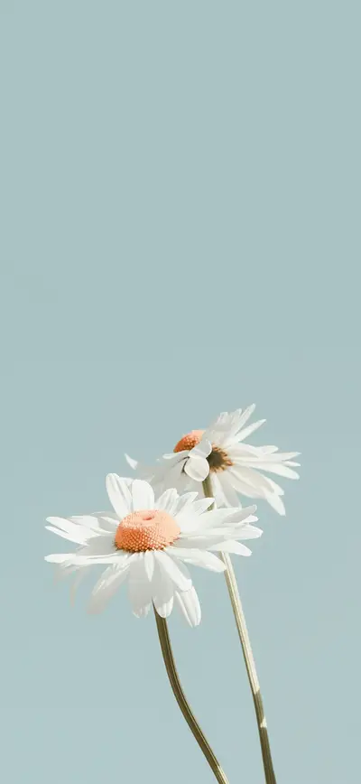 soft blue white daisy minimal