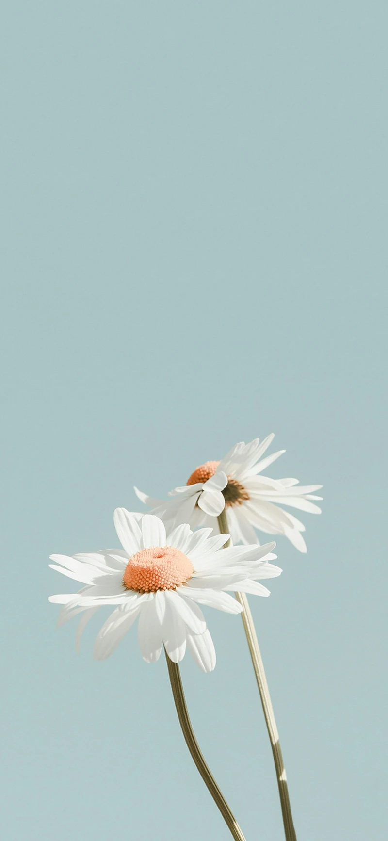 soft blue white daisy minimal