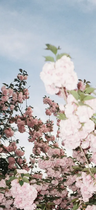 soft pink cherry blossom blue sky
