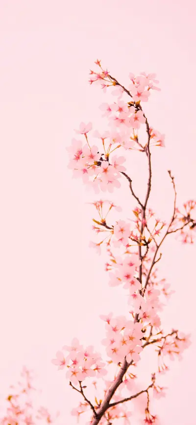 soft pink cherry blossom branch