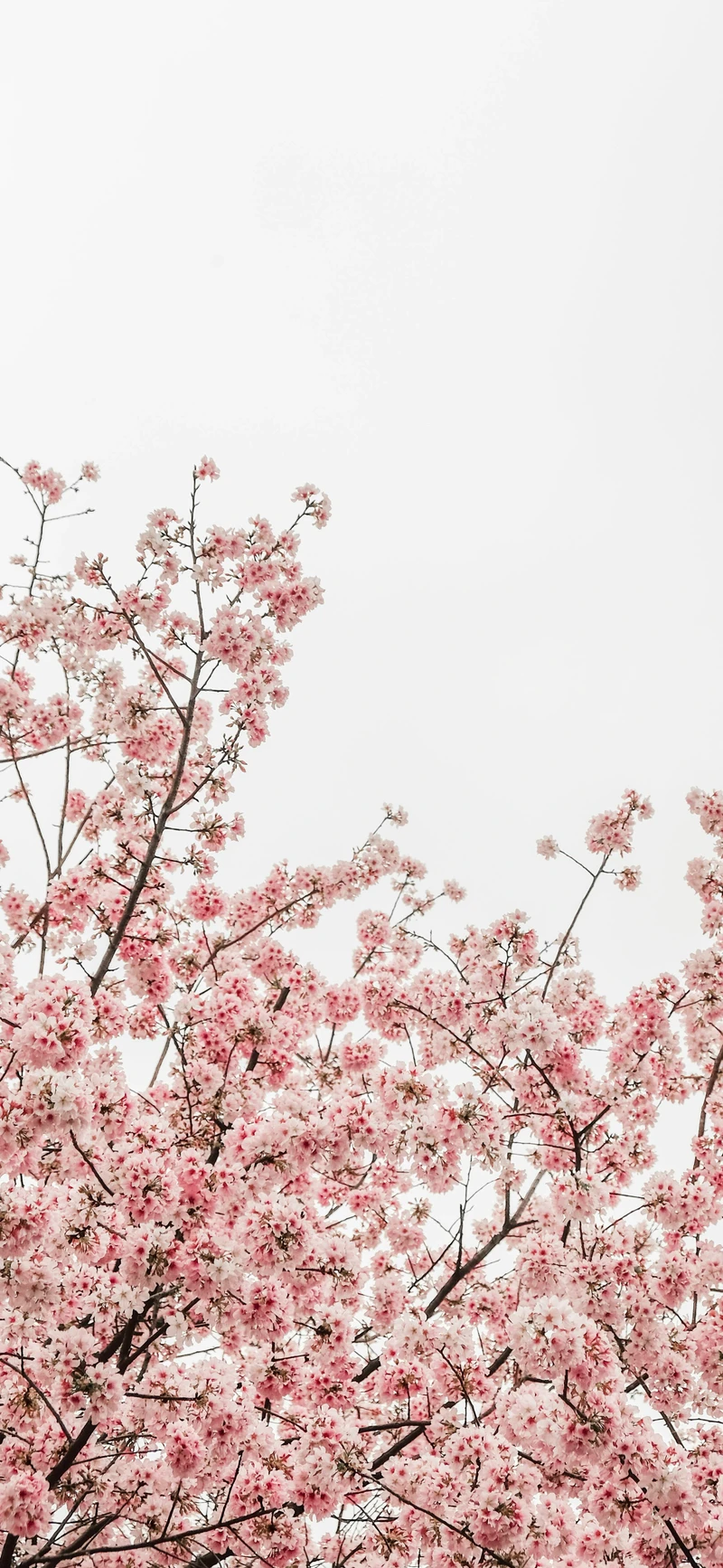 soft pink cherry blossom white sky