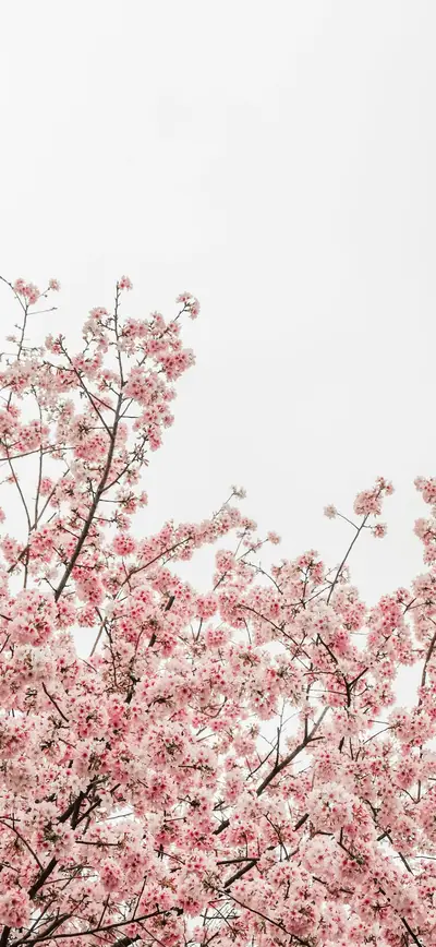 soft pink cherry blossom white sky