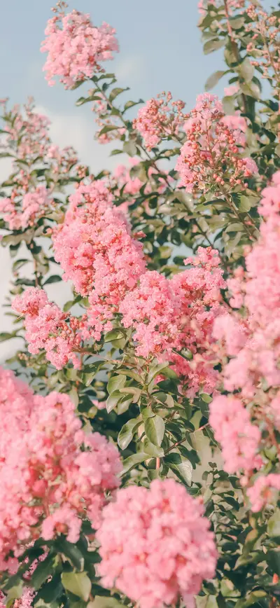 soft pink crepe myrtle blooms