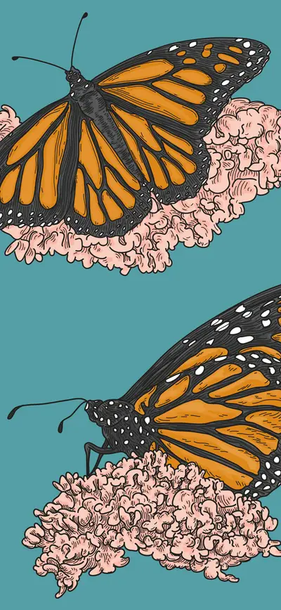 teal monarch butterfly illustrated floral