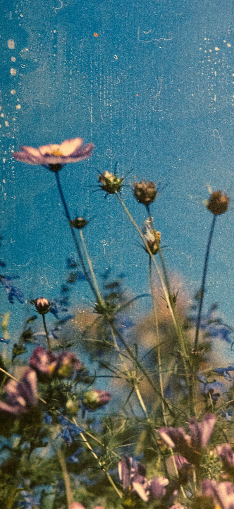vintage blue sky wildflowers film