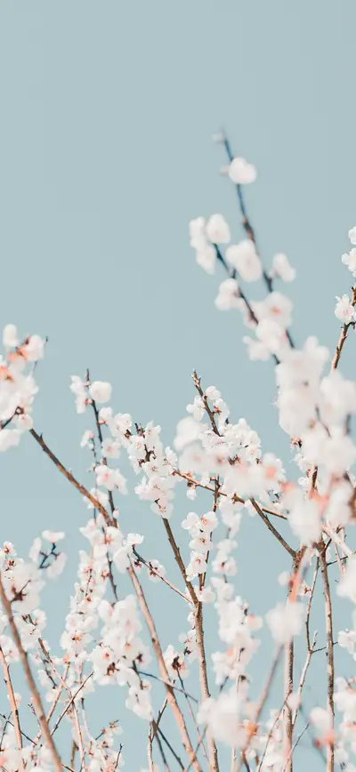 white cherry blossom soft blue sky