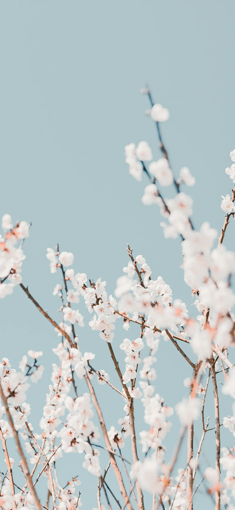 white cherry blossom soft blue sky