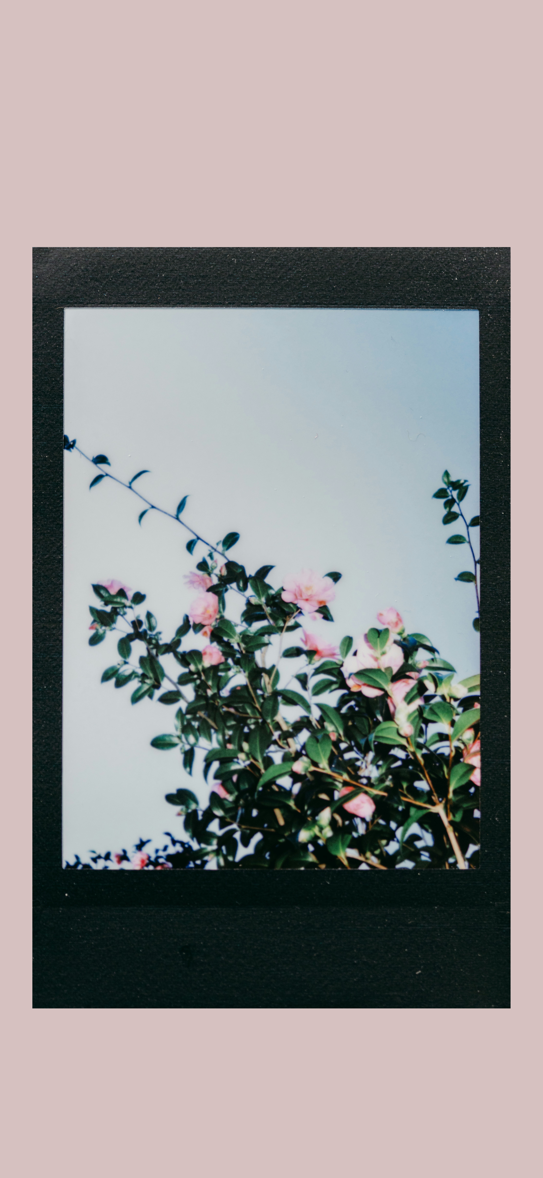 blush pink polaroid floral vintage