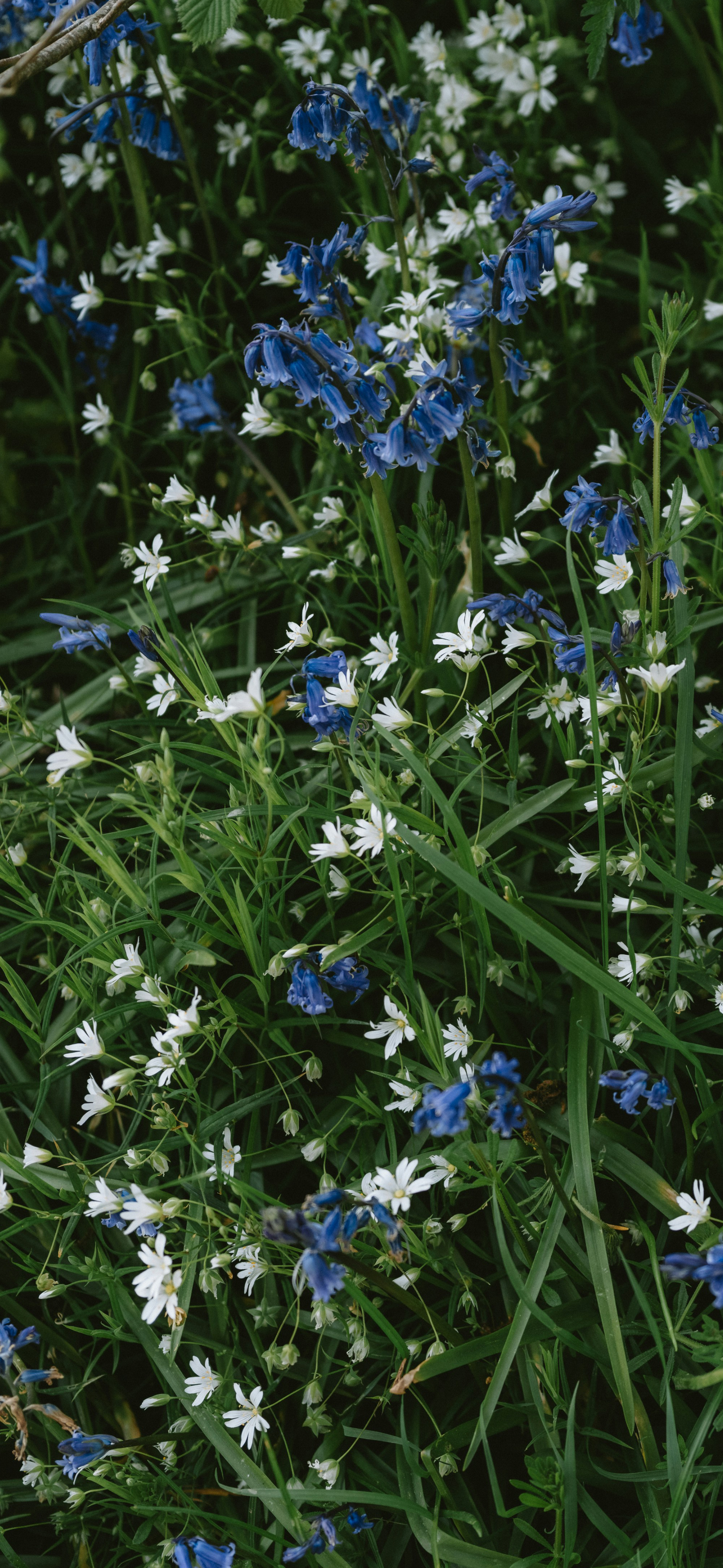 cottagecore bluebells white wildflowers green