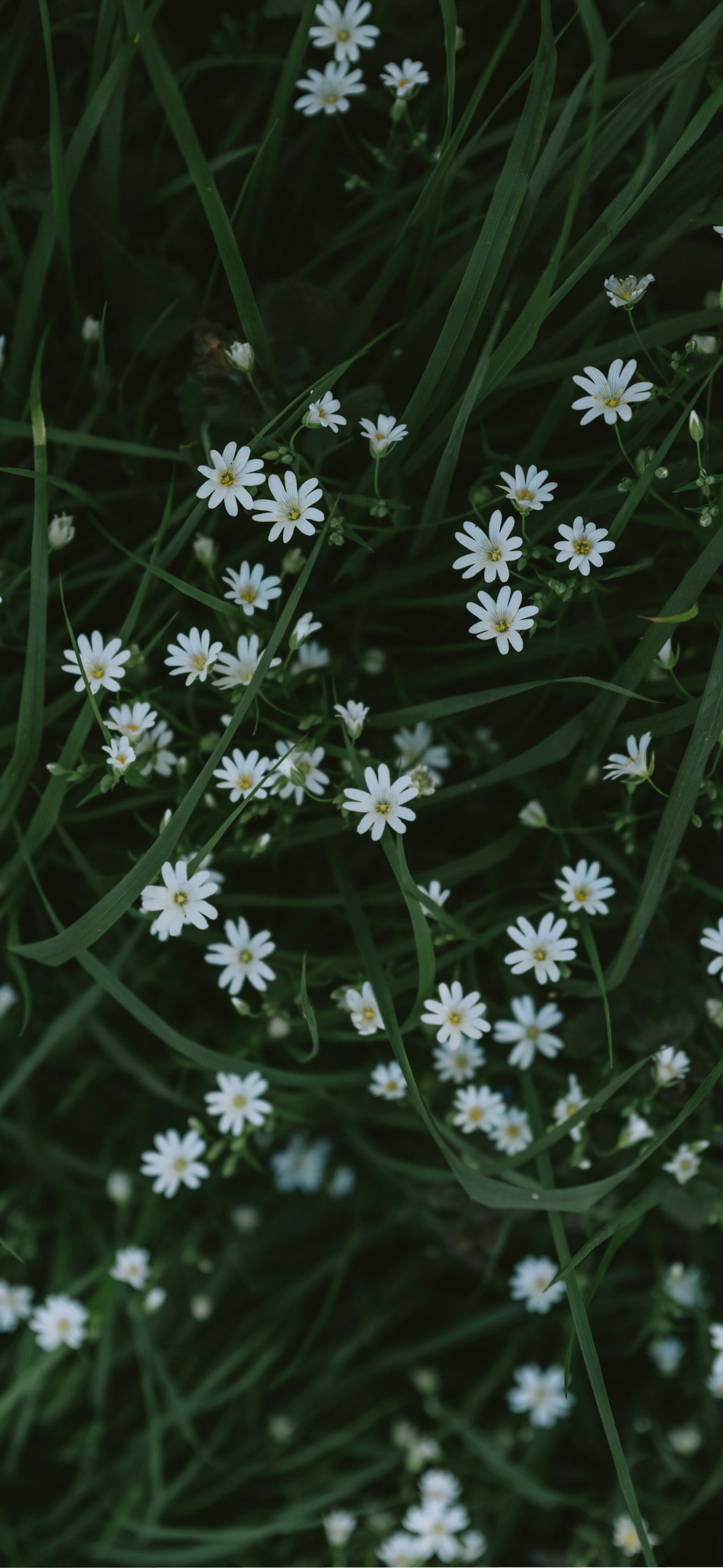 dark green wild white daisies