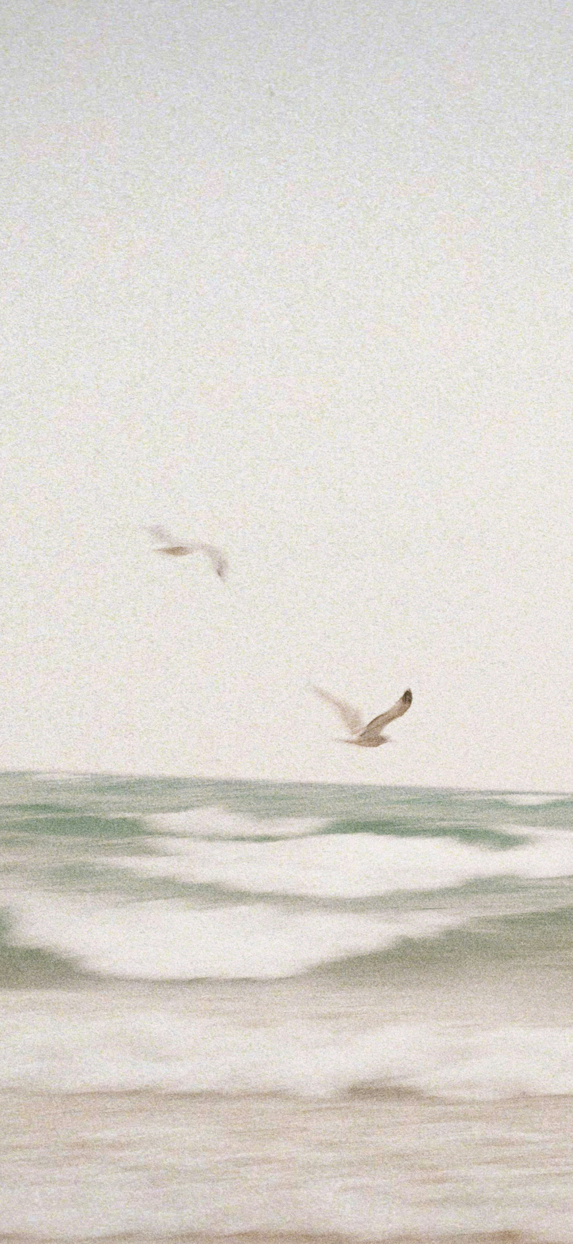 dreamy beige seagulls ocean waves