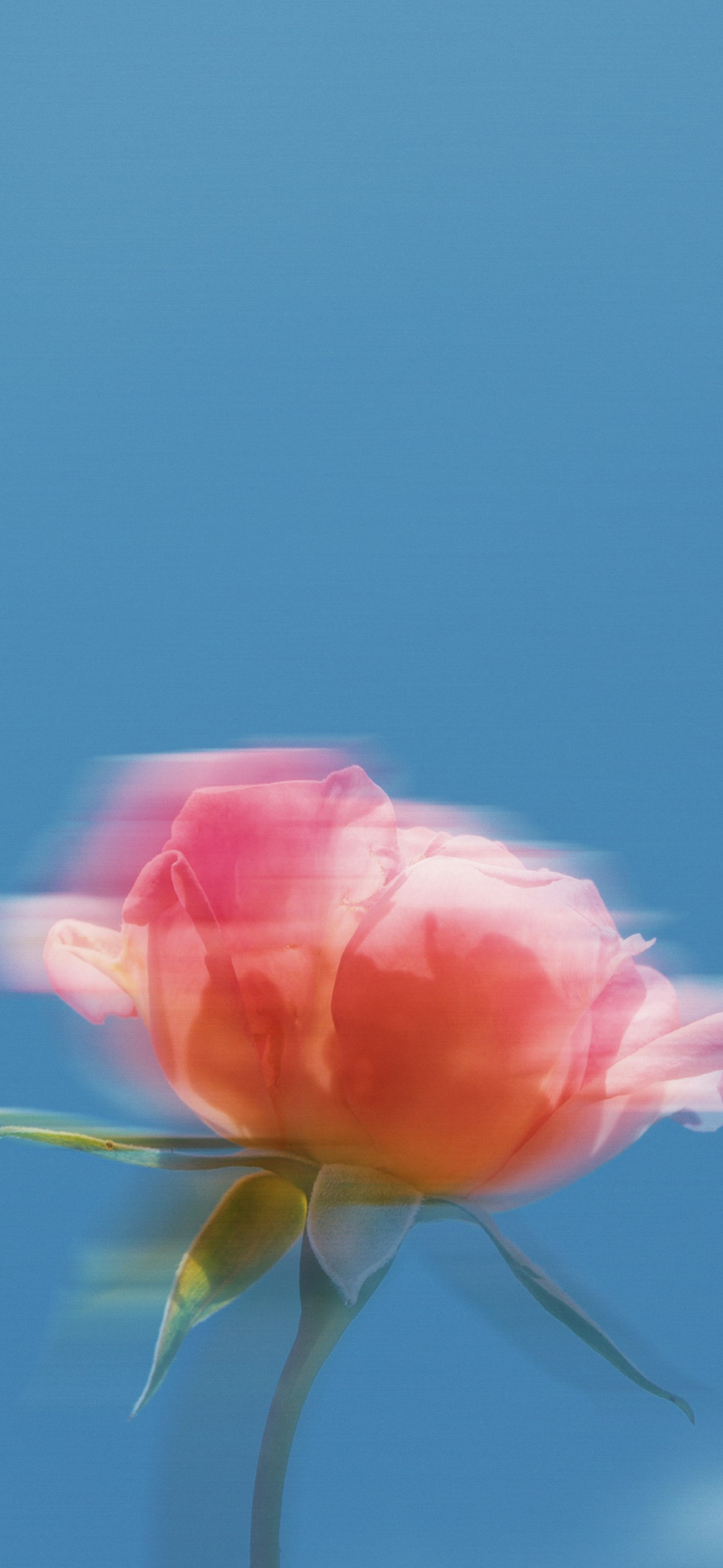 dreamy blurred pink rose blue