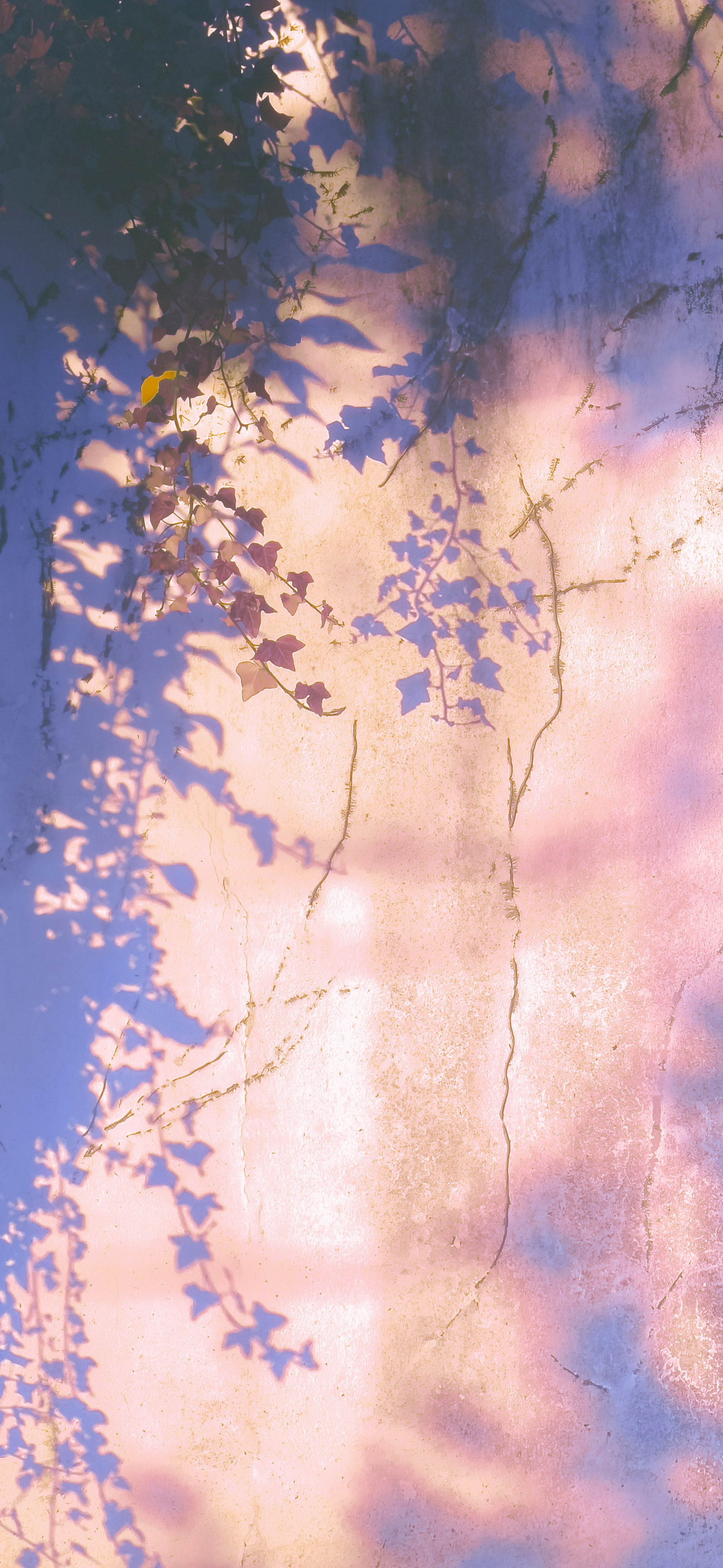 dreamy pastel ivy shadows wall