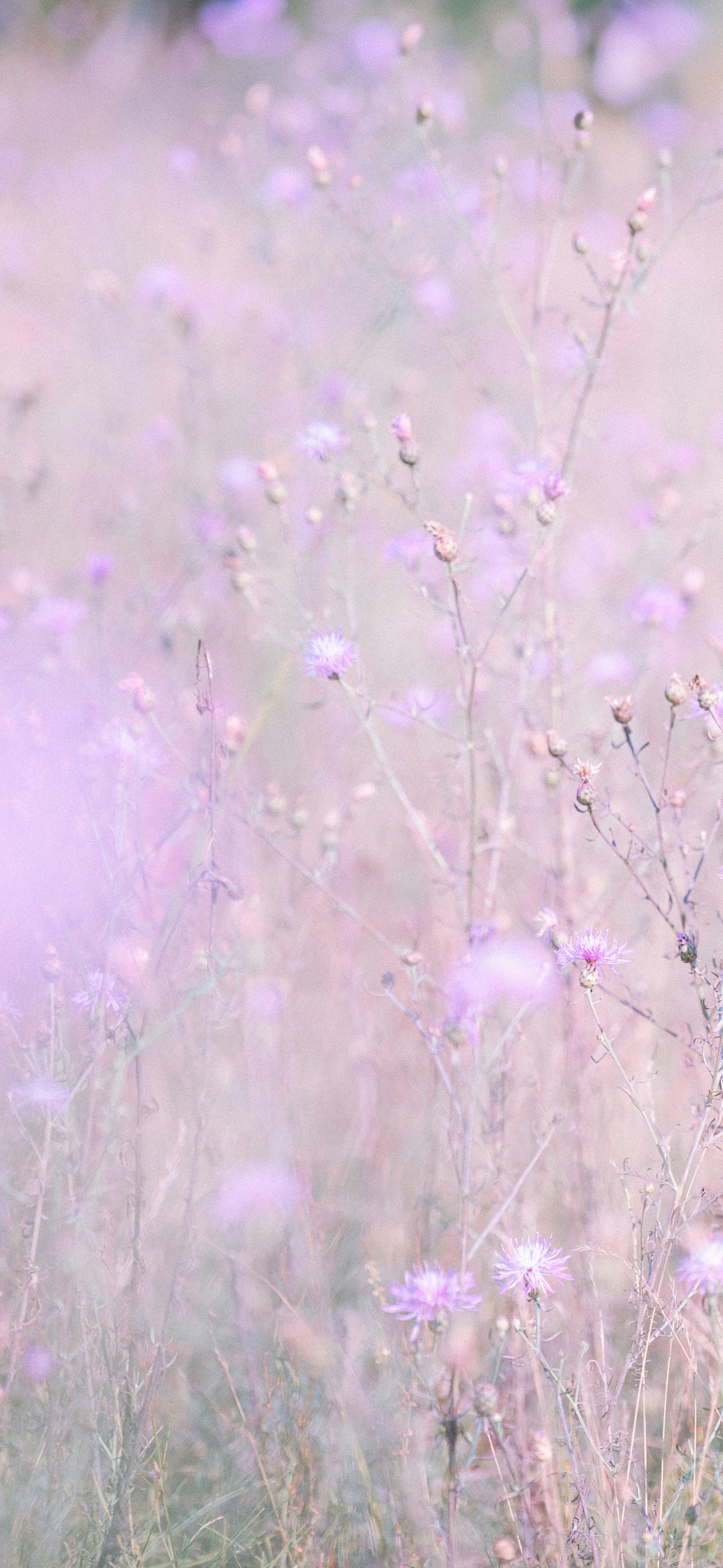 dreamy pastel lavender wildflowers field
