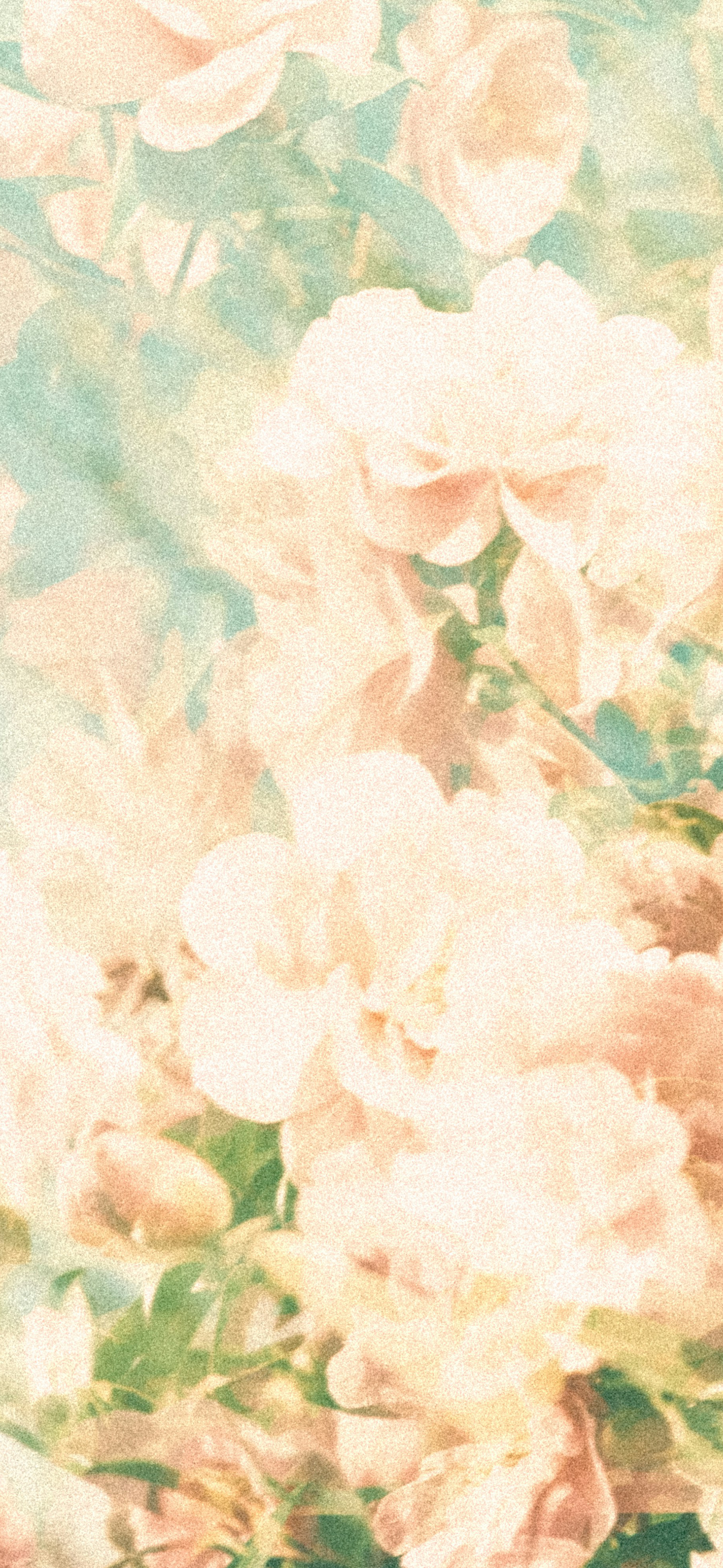 dreamy pastel peach roses cottagecore
