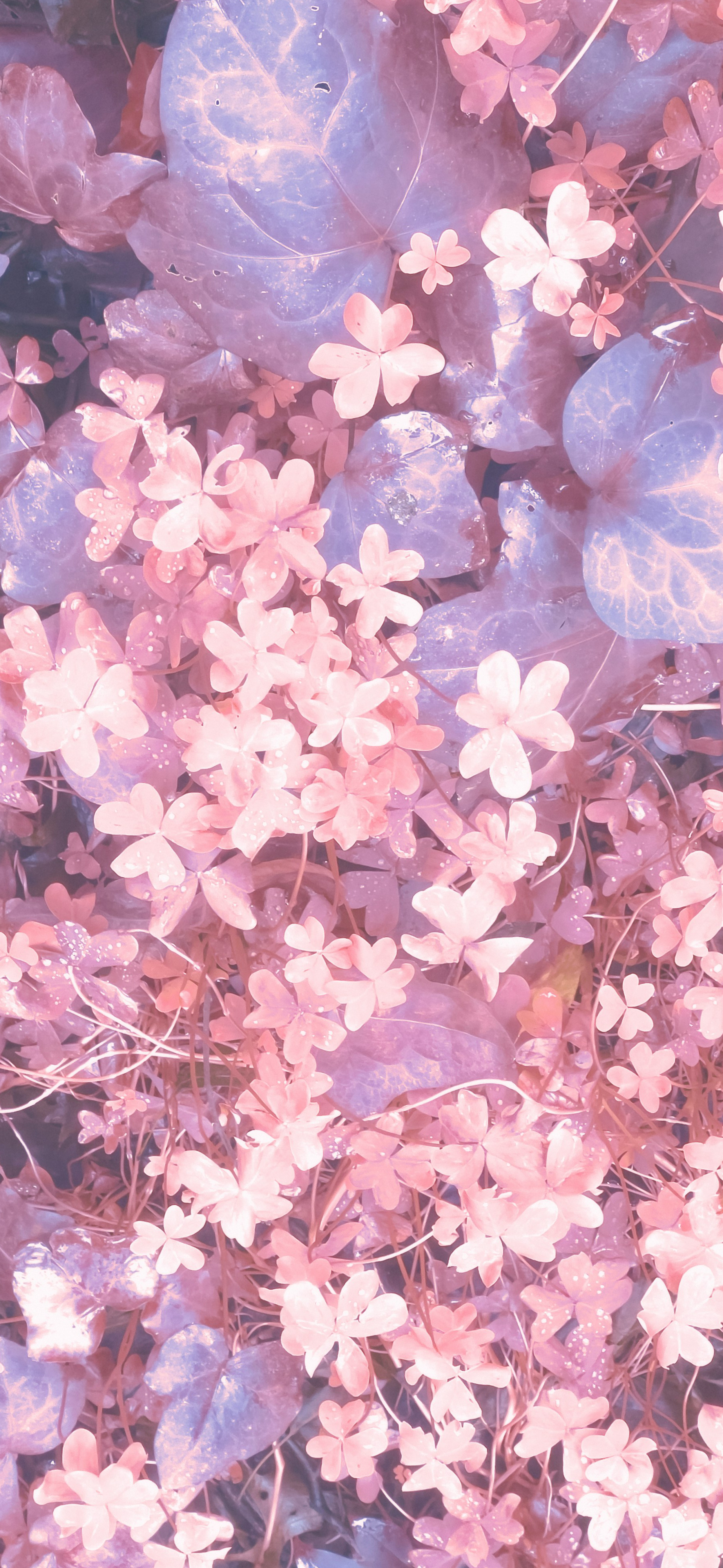 dreamy pastel pink clover flowers