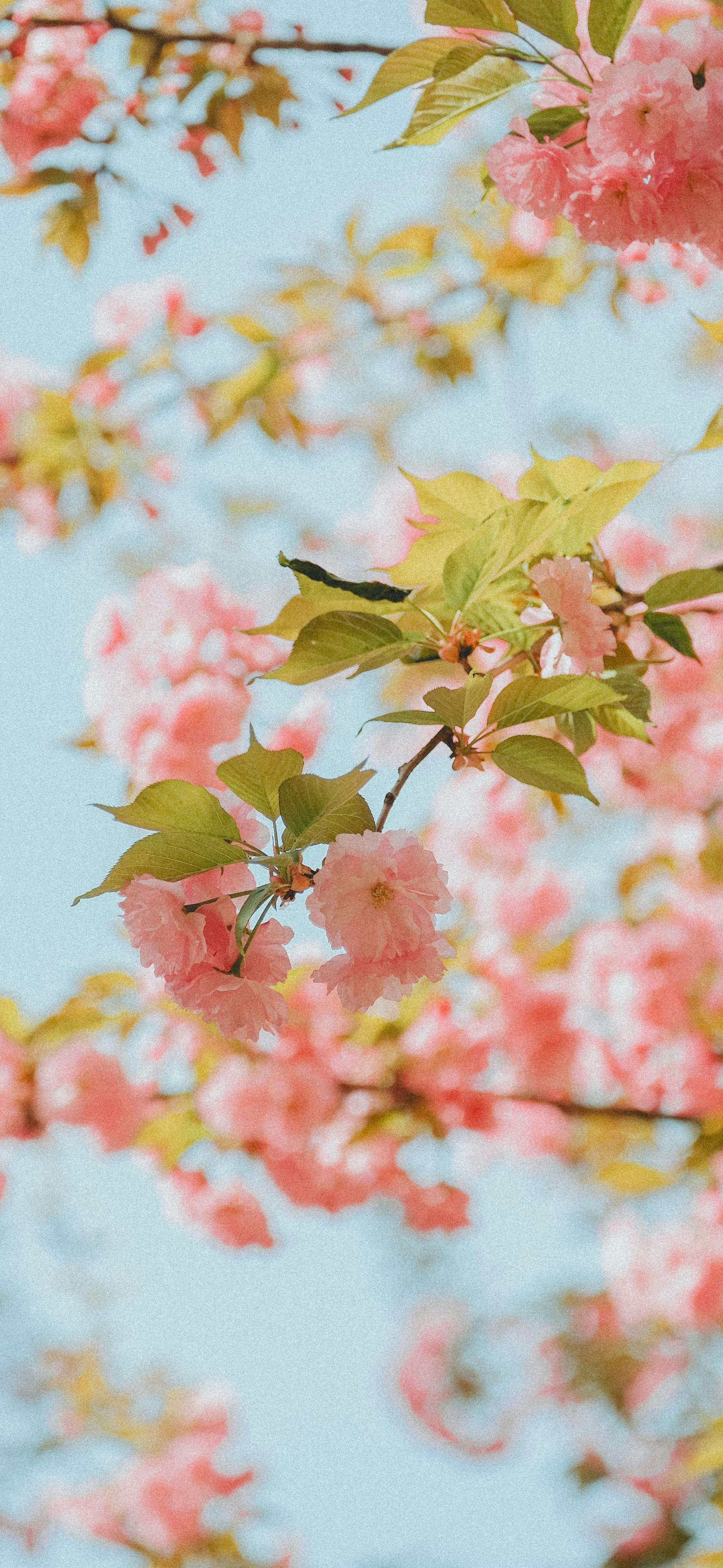 dreamy pink cherry blossom blue sky