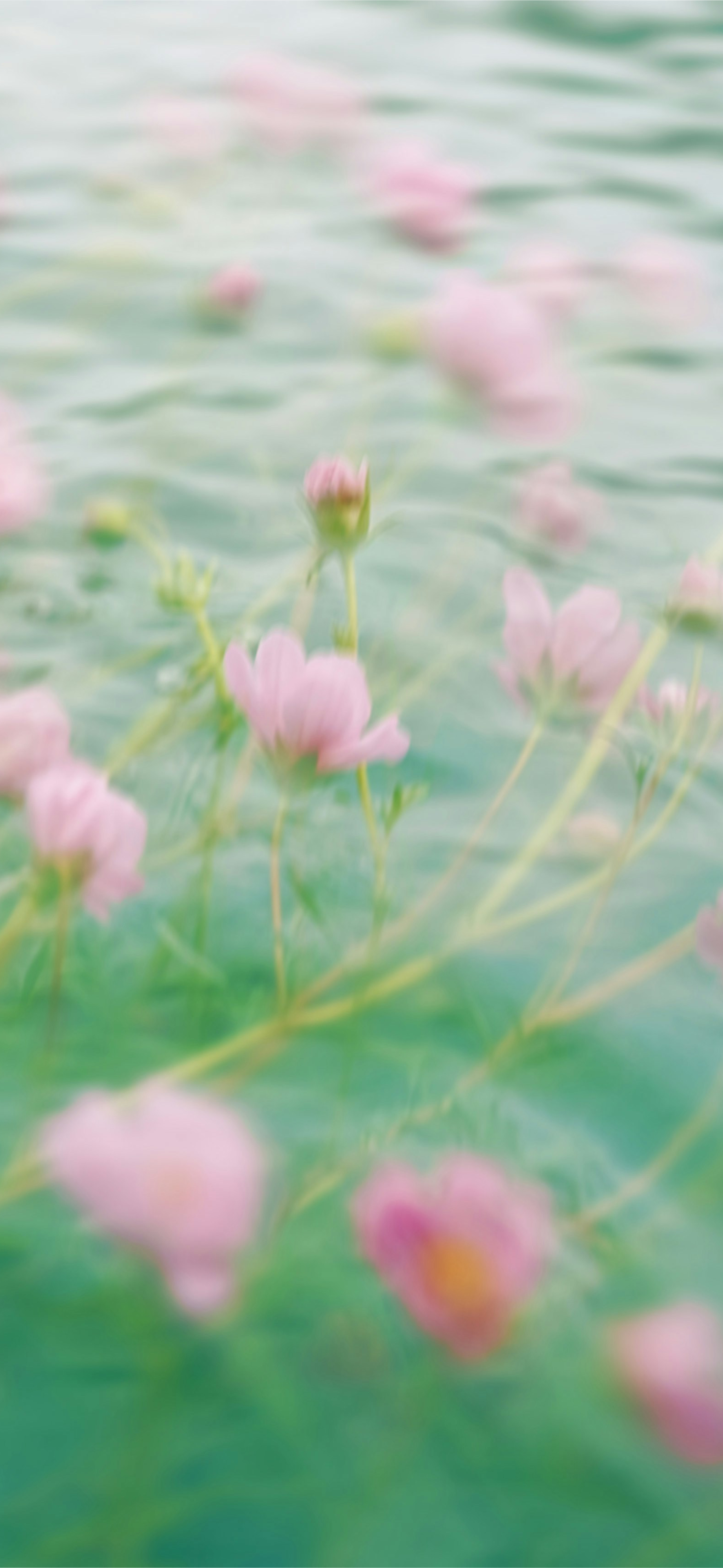 dreamy pink cosmos soft green