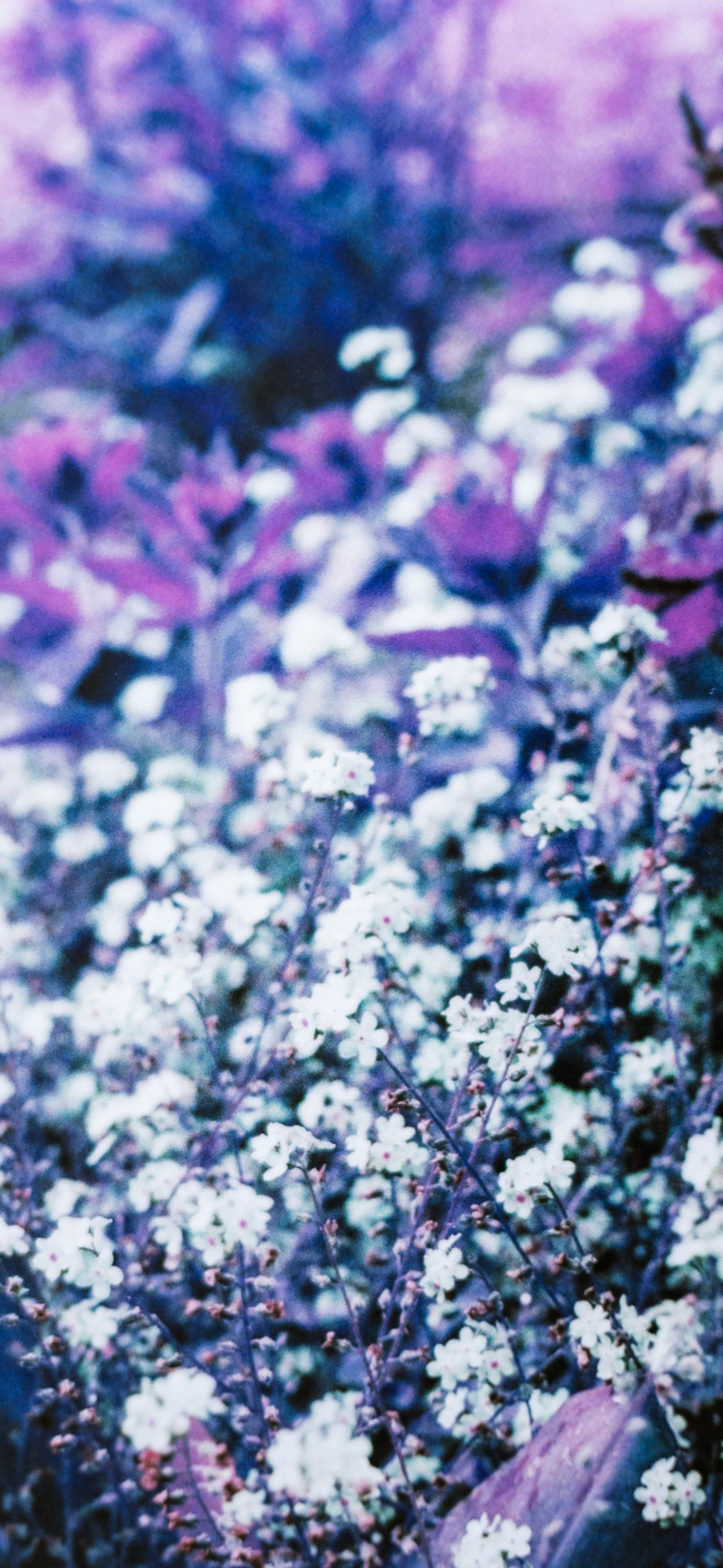 dreamy purple white wildflowers bokeh