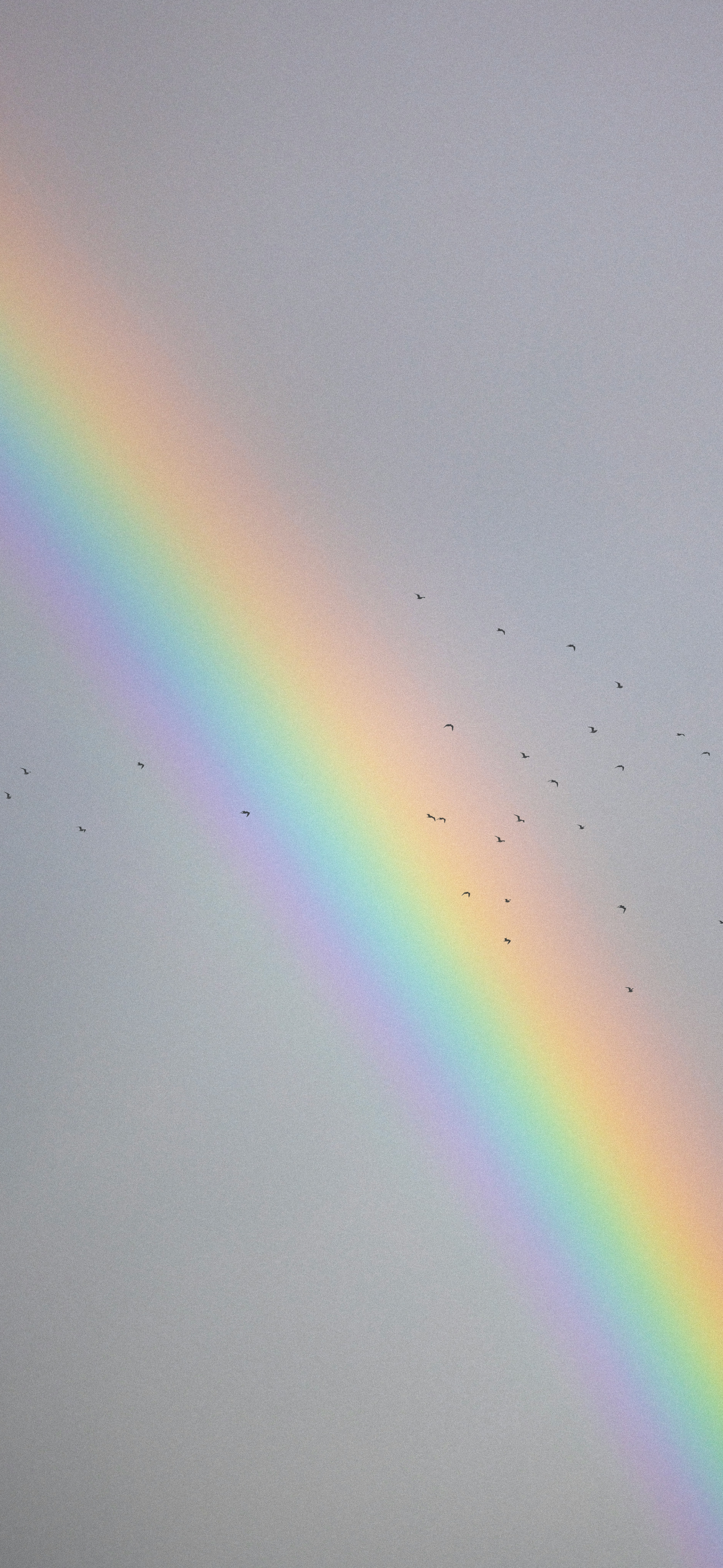 dreamy rainbow birds grey sky