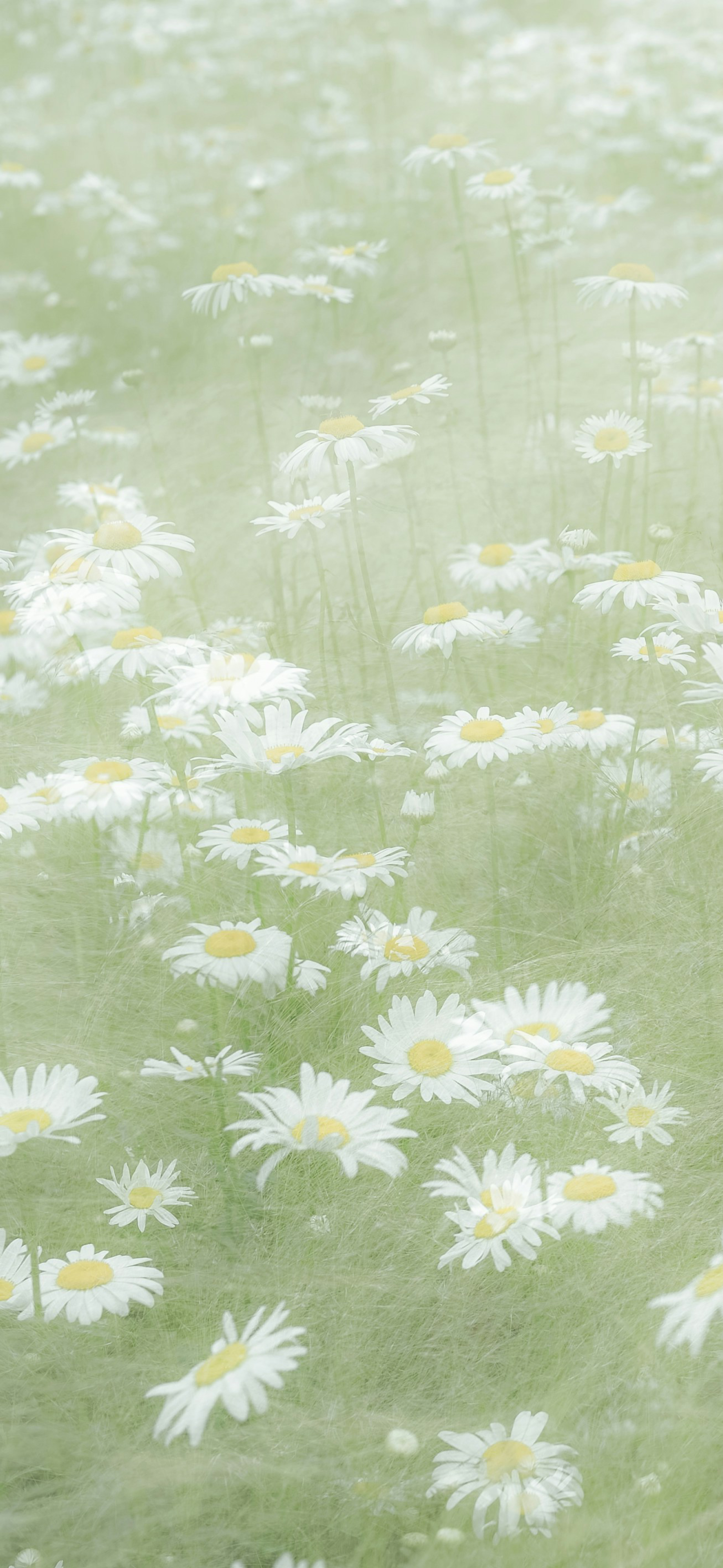 dreamy sage green daisy field