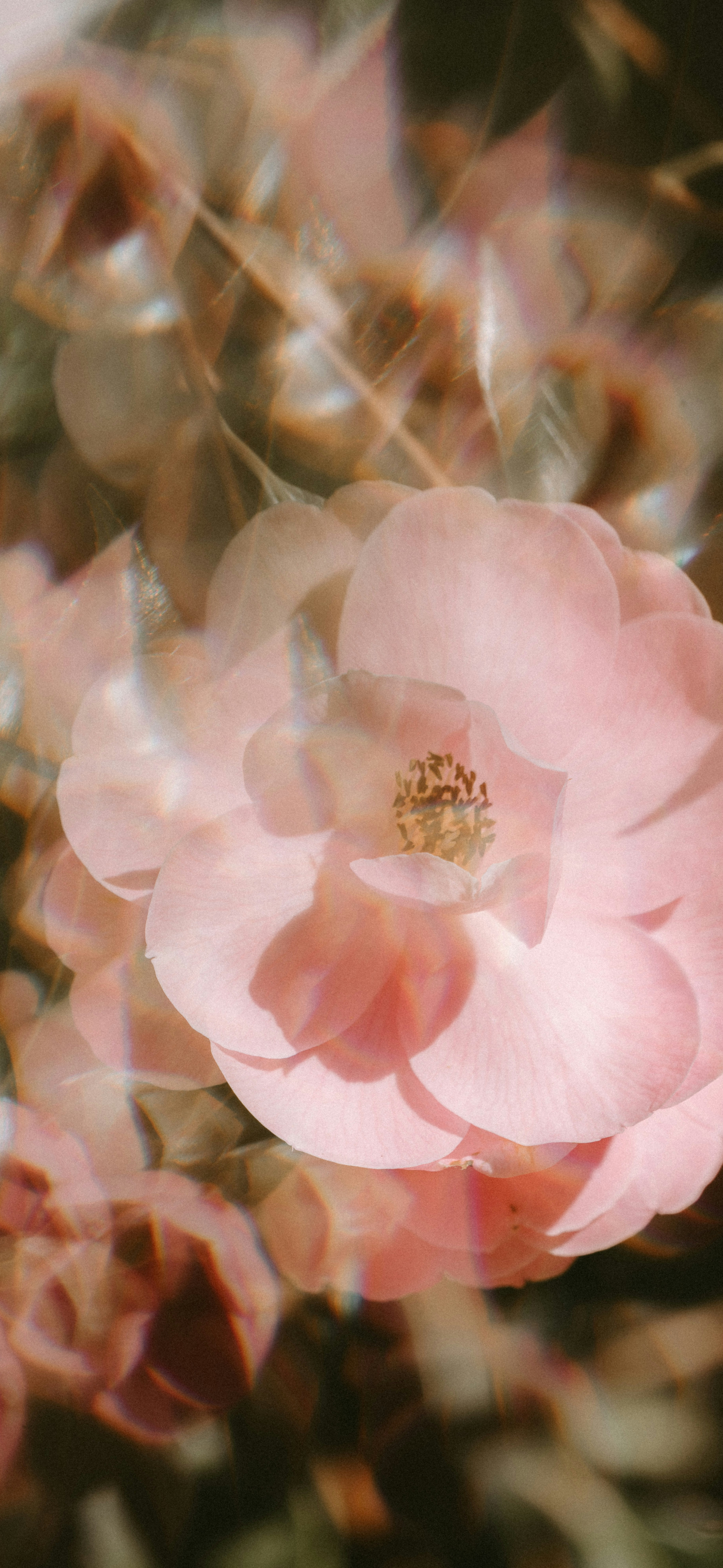 dreamy soft pink rose lens flare