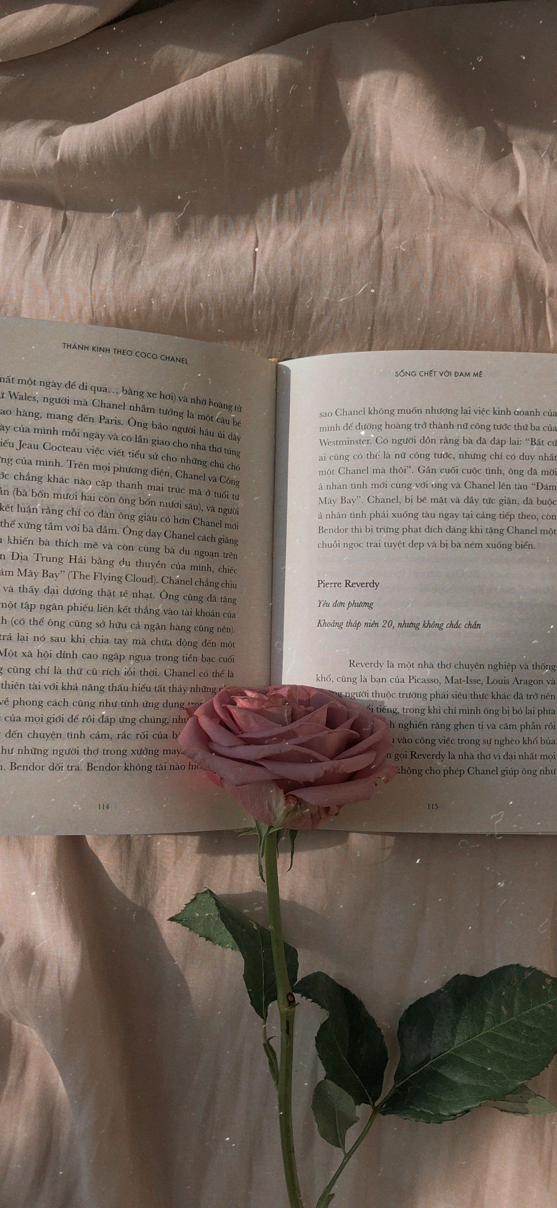 dusty pink rose open book aesthetic